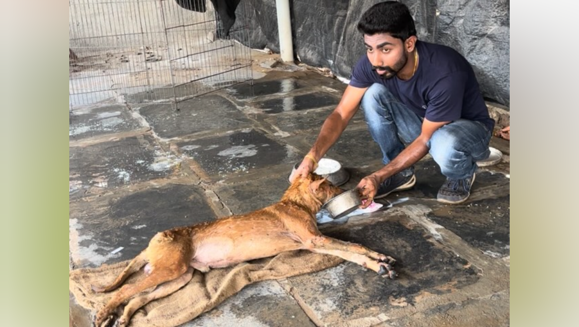 Hero Animal Rescuer Needs Support To Build A Shelter