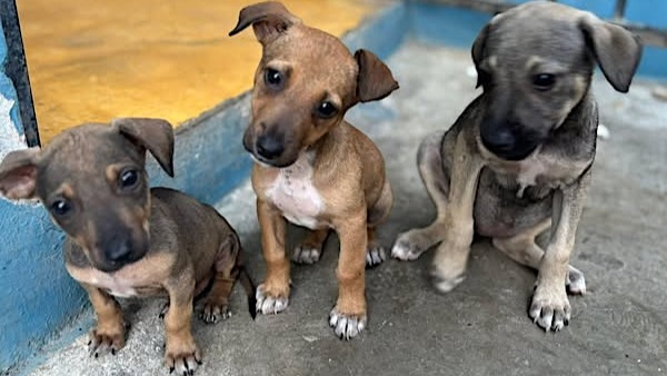 Help The Puppy Palace Save 20 Dogs' Lives photo