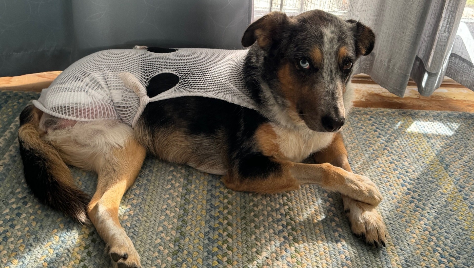 Support Marsha Adams and Jett's Recovery photo