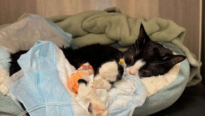 Donate to Save Norman's Life and Ease Burden photo