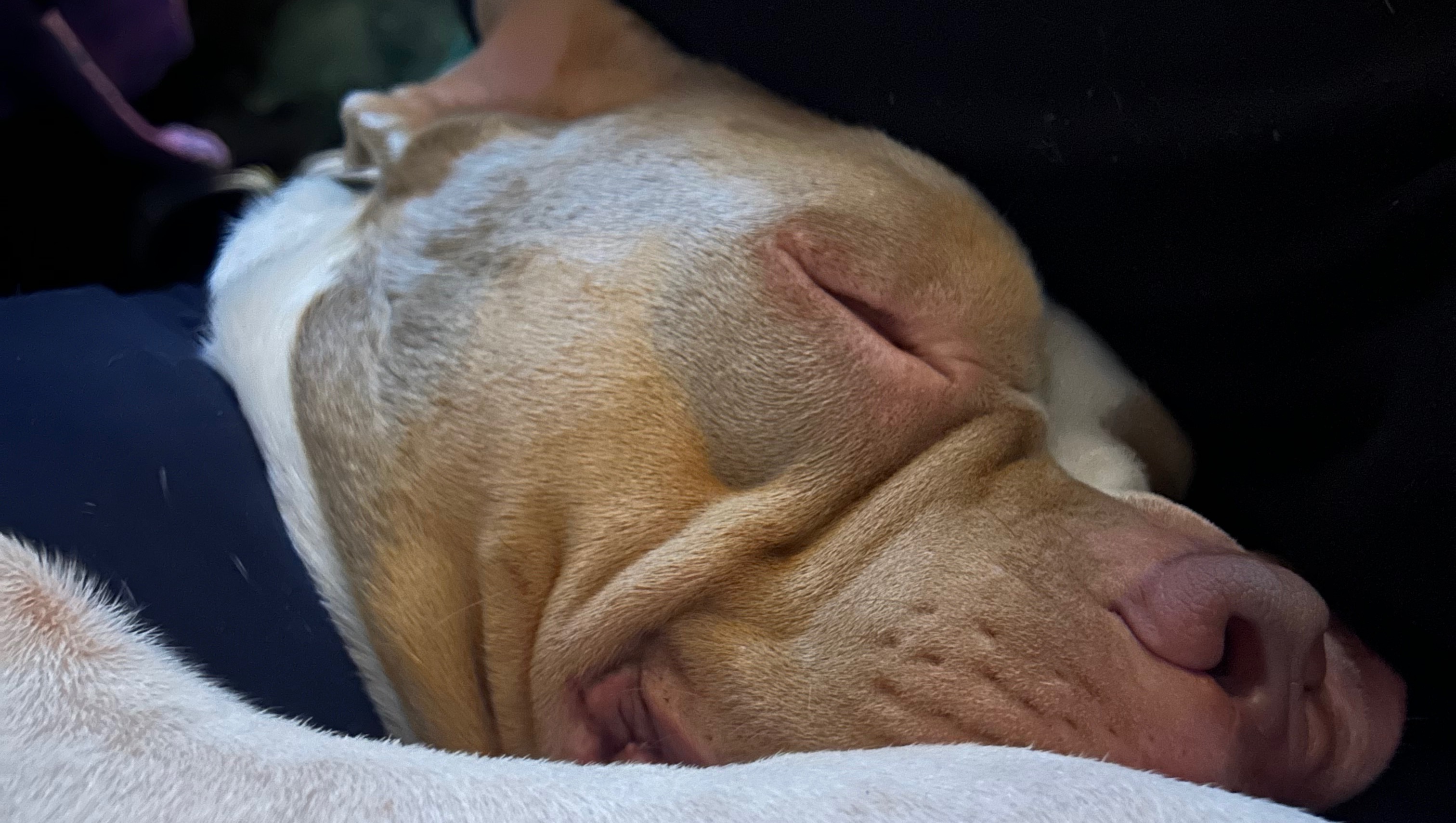 Fundraiser by Toni Collins : Help blaze live a pain free life where ...
