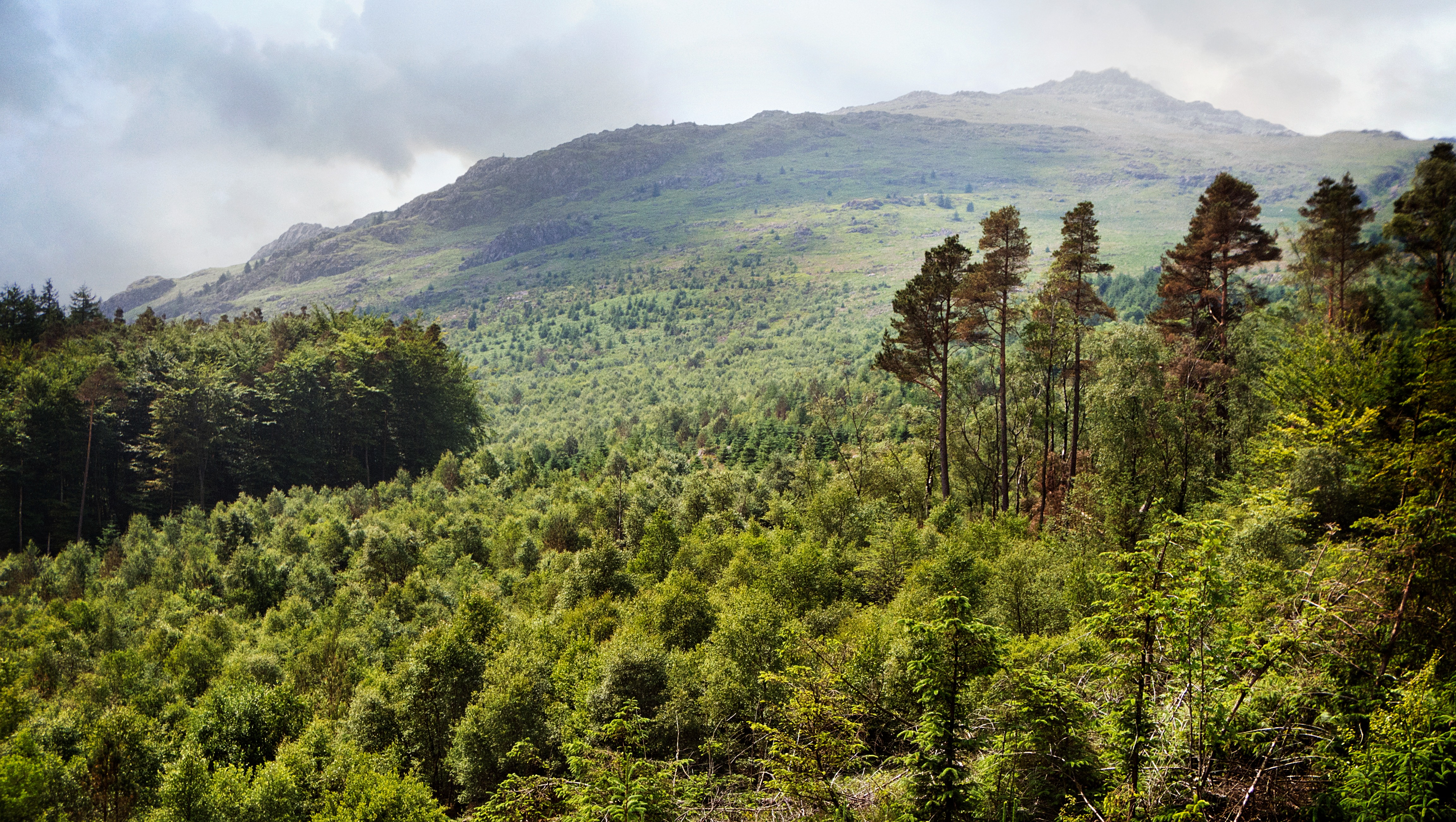 Support our wildflower and tree nursery in the Duddon Valley photo