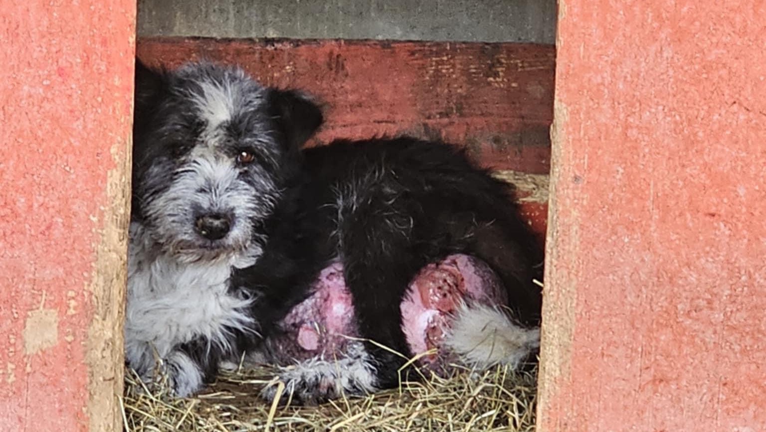 Felicity Hope, a rescue dog who needs urgent surgery photo