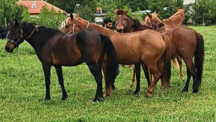 LET'S GET OUR RESCUE PONIES HOME FOR CHRISTMAS 2024 photo