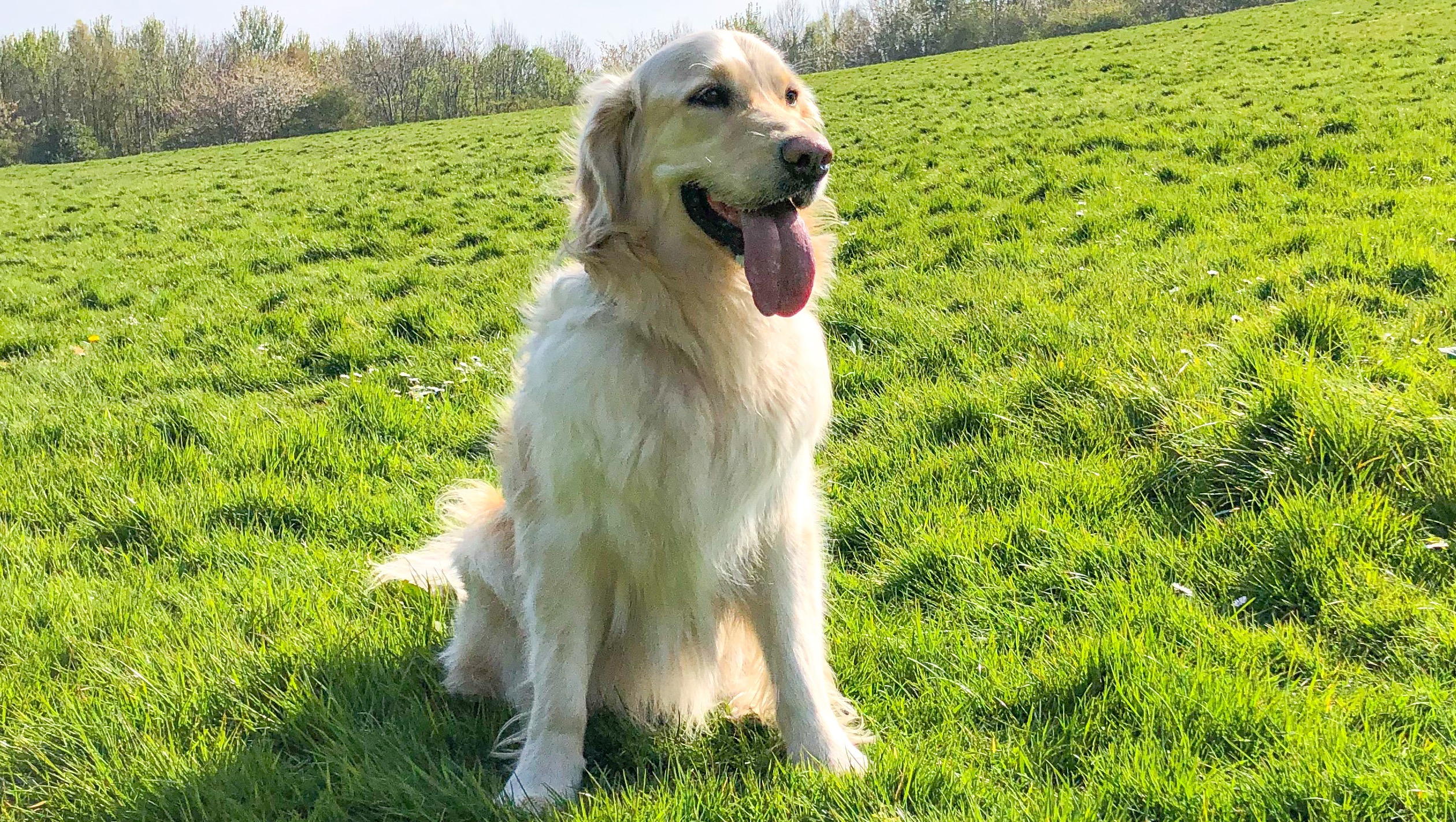 Help Winston walk again! photo