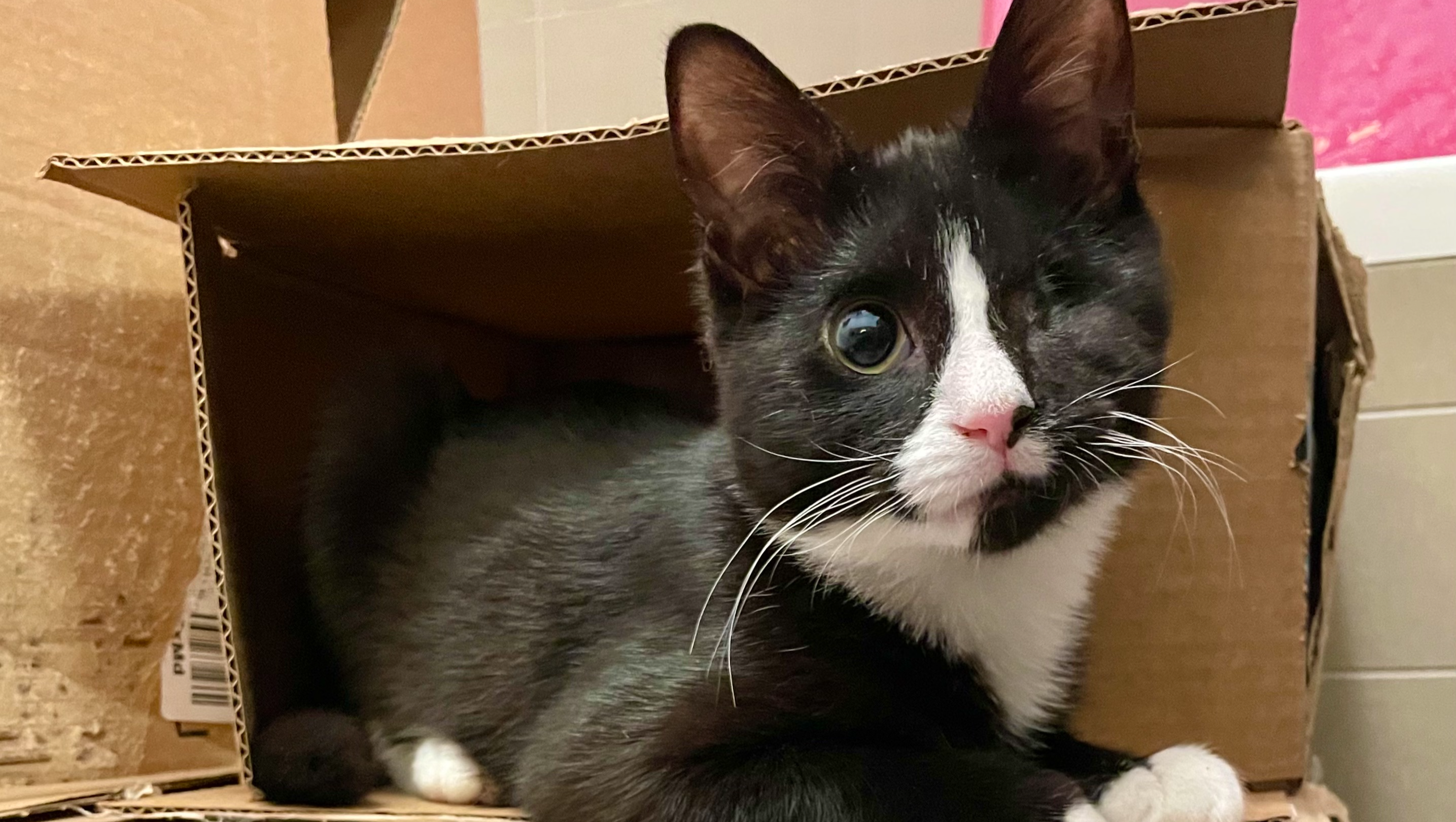 Help Billy Reach Life-Saving Care photo