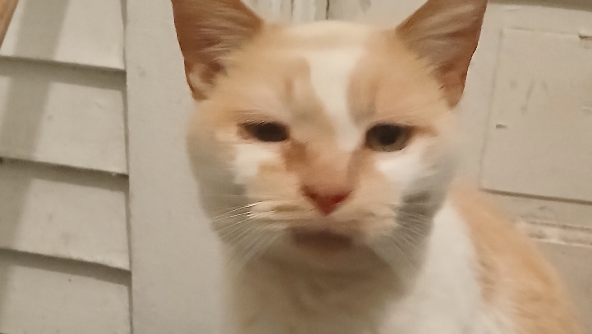 Help Cricket the Cat Get a Vet Visit and Some Supplies photo