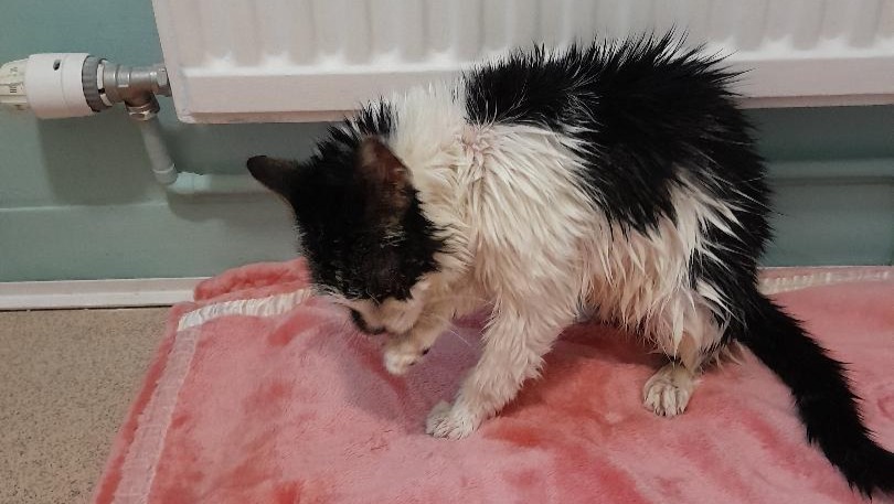 Help needed for New Cat Rescue photo