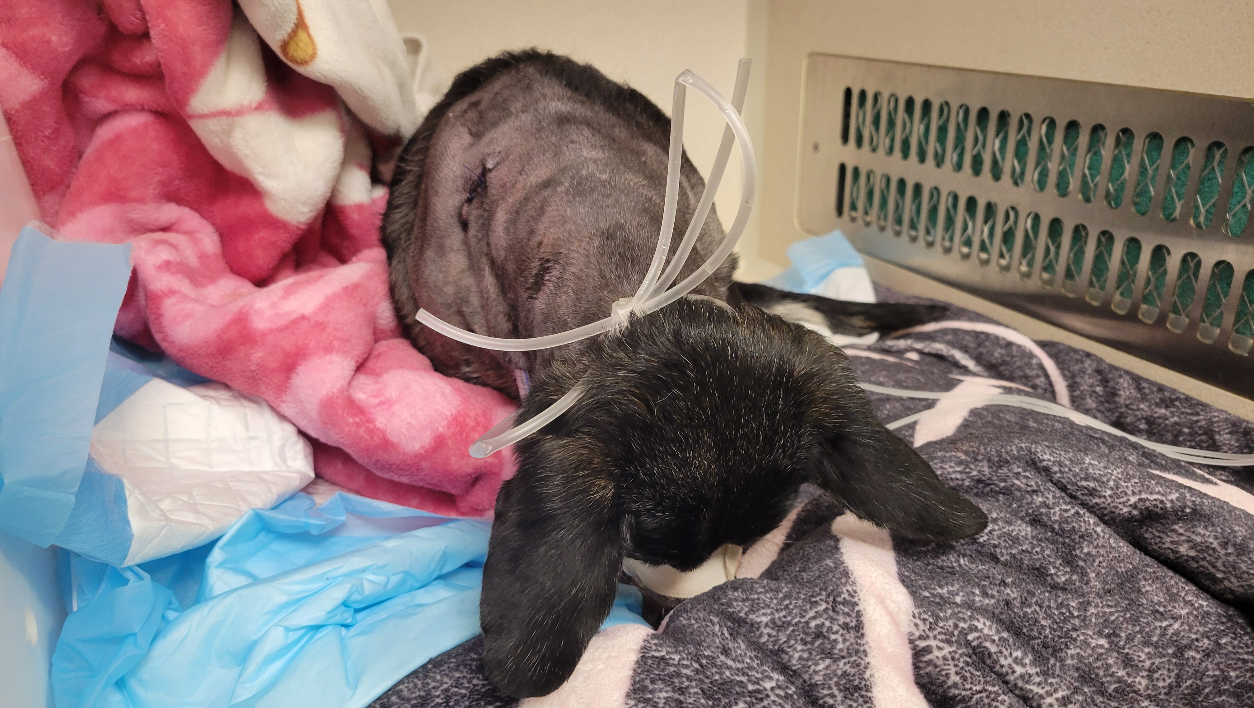 Zohan Dog Fundraiser by Meadow Montalvo : Help Zohan Recover from a Vicious Dog ...