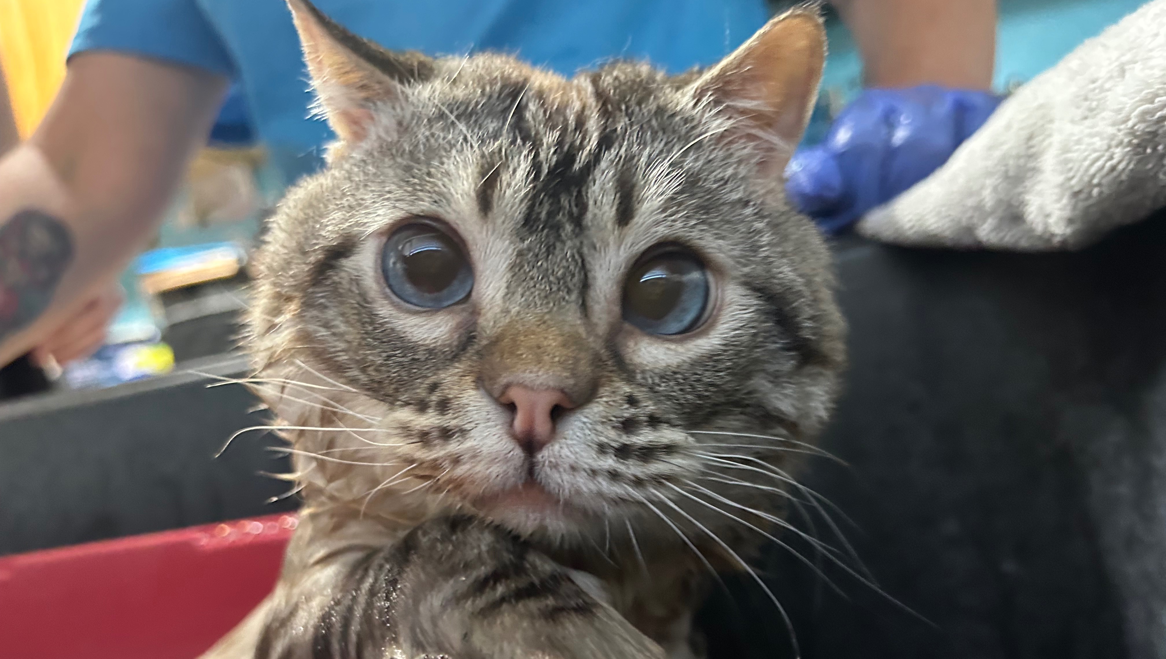 Fundraiser by Shanta Siegler : Join Roo's Journey: A Miracle of Love