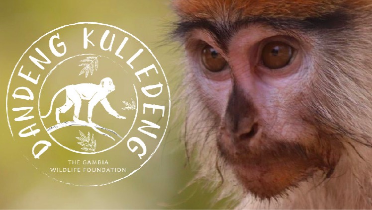 Help us to save the wildlife of The Gambia photo