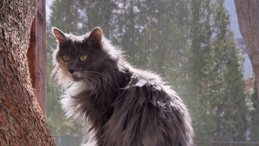 Donate to Zadie & Poets Square Dad photo