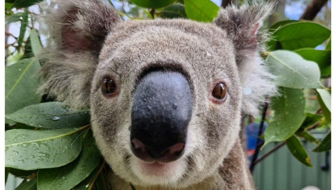 Save Our Koalas: Equip Their Care photo