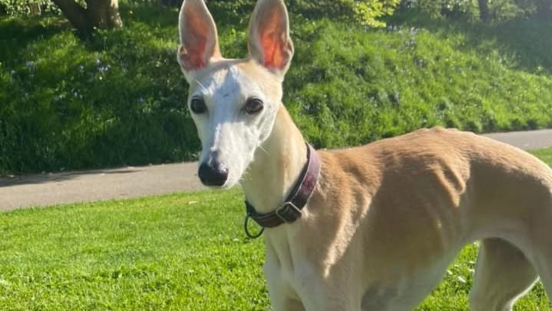 Breezes cremation and vet bills photo