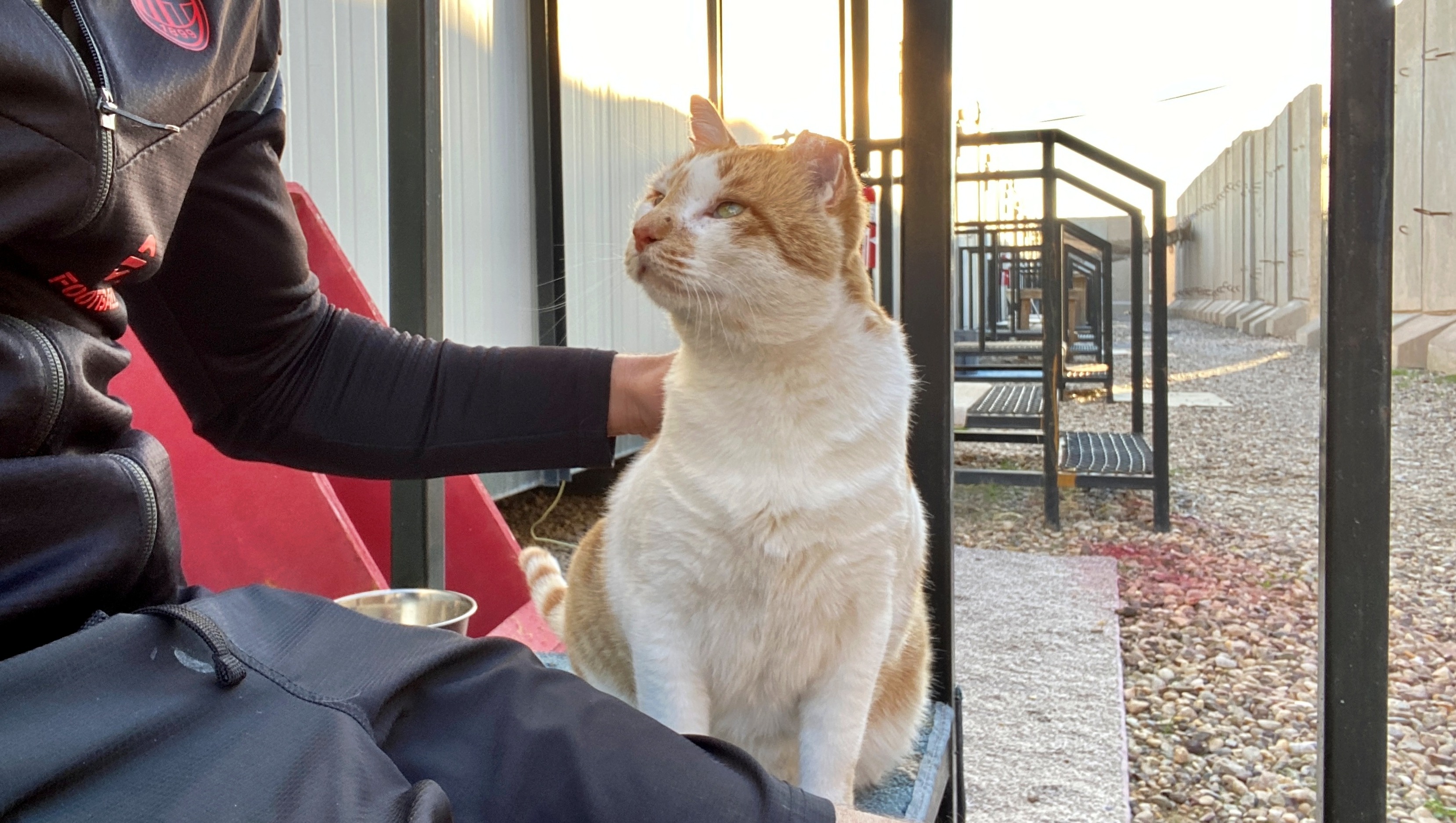 Fundraiser by Douglas Lockwood : Help Cat from Iraq Combat Zone have a ...