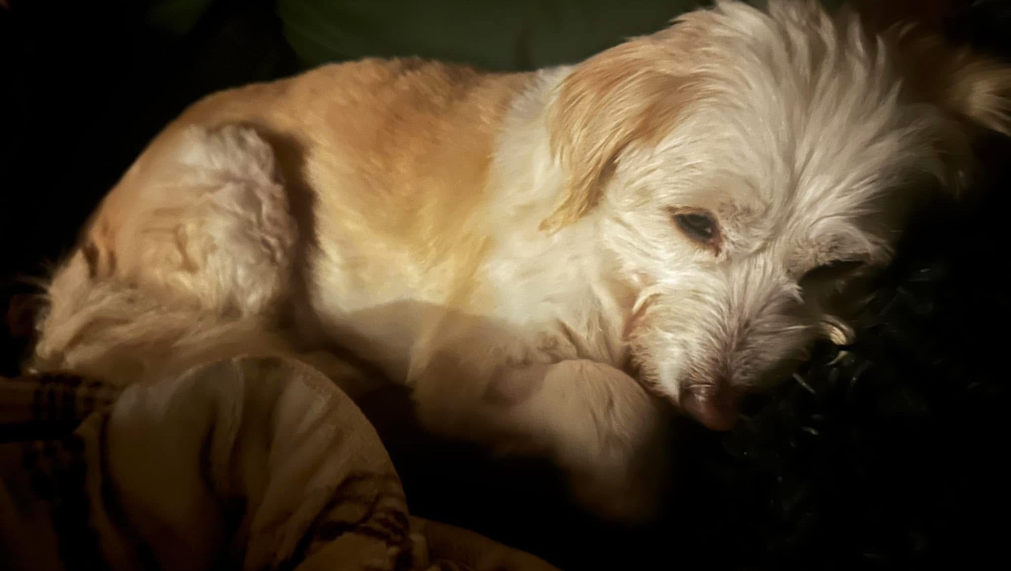 BUDDY NEEDS SPECIALIST VET INVESTIGATIONS AND TREATMENT photo