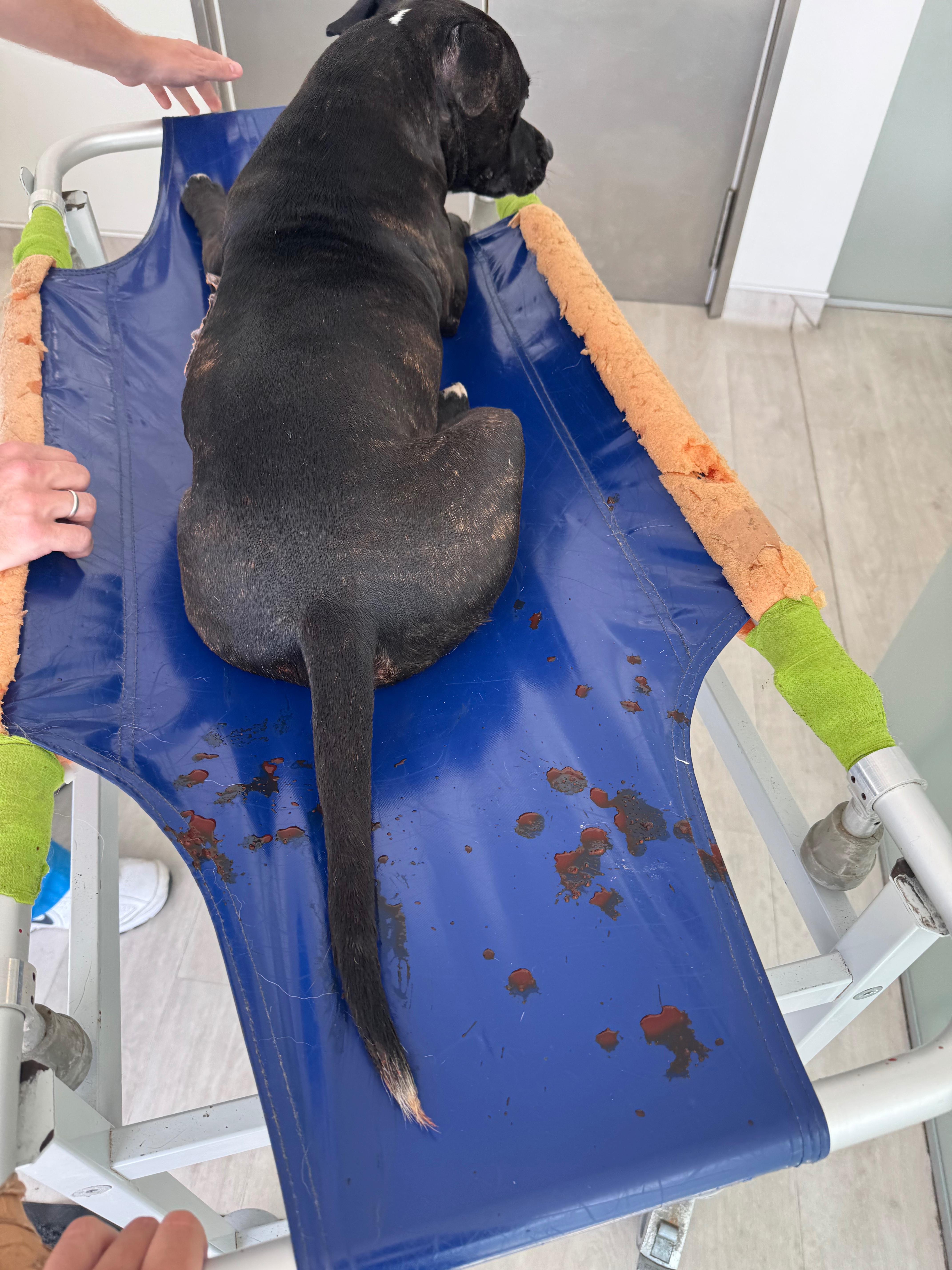 Foto da arrecadação HELP MILLY, AJUDE A MILLY, 4 de 8