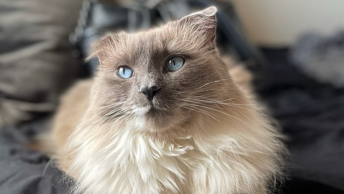 Fundraiser by Savannah Smith Help Nala Get Vital Heart XRays