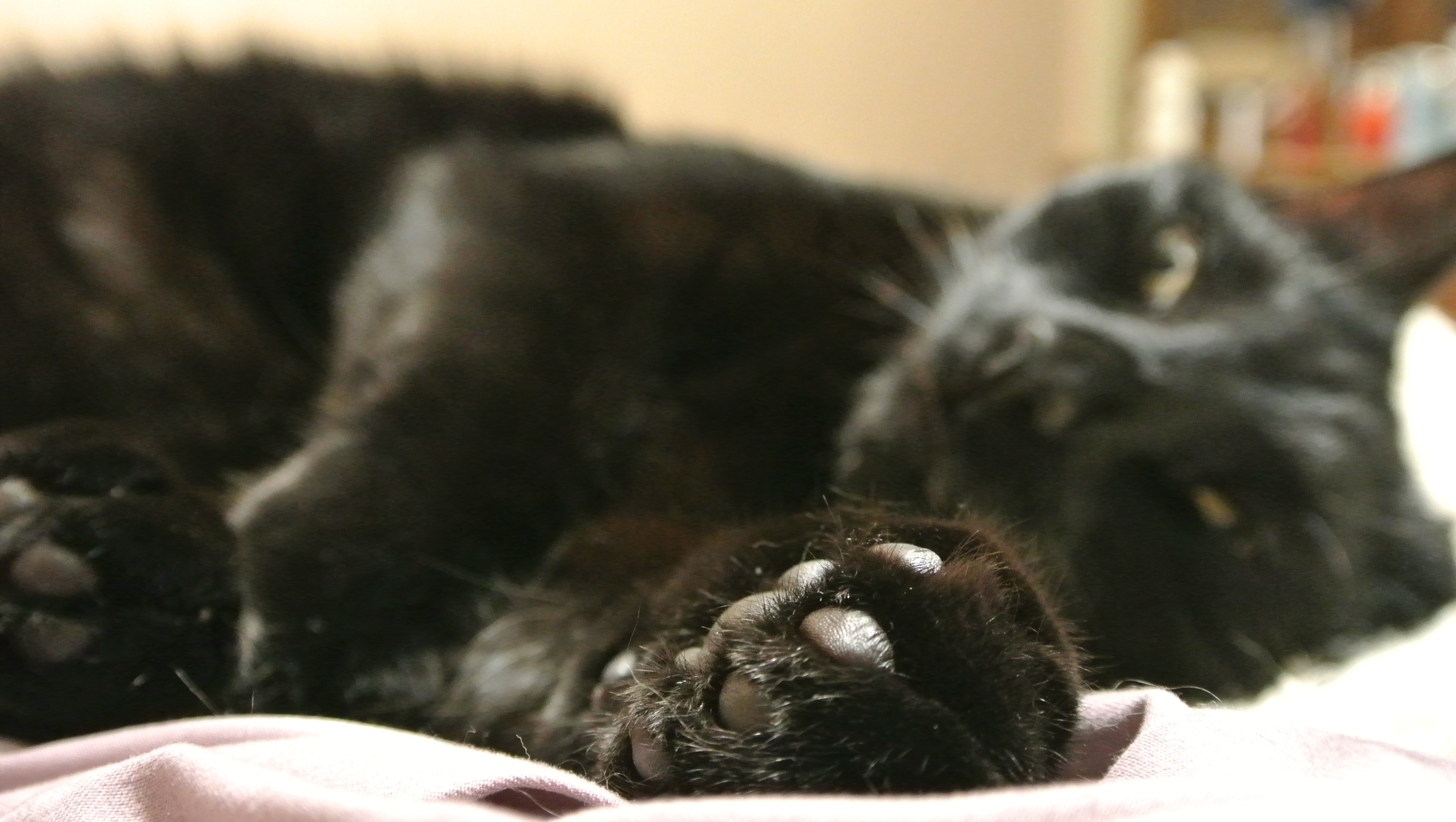 Photo inspiration: Cat Restlessness Due To Feline Lutd Reference: Fundraiser By Tori Miller Help Save My Cat Munchie Urgent