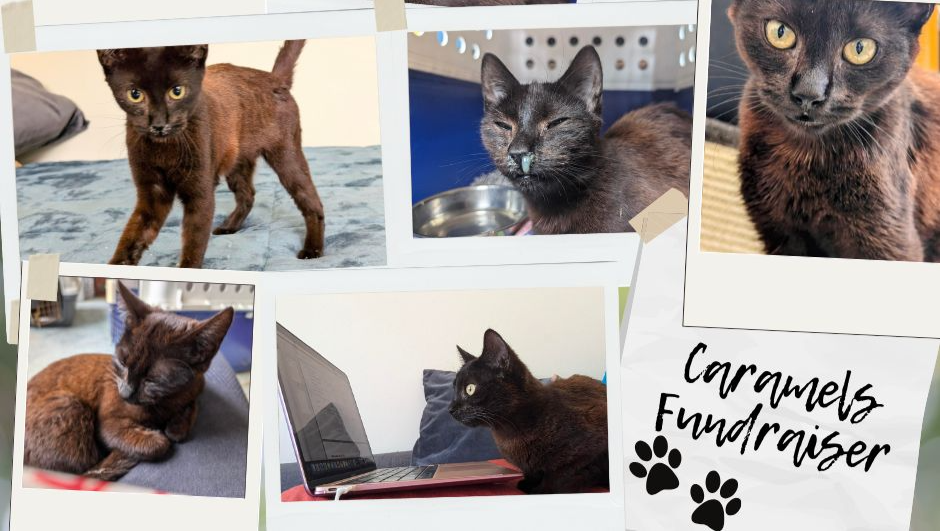Help Caramel Get the Vet Treatment He Needs photo