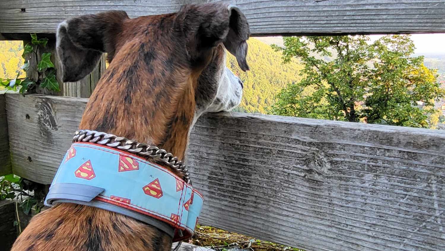 A Fresh Start: Moving to Montréal with My Rescue Greyhound photo