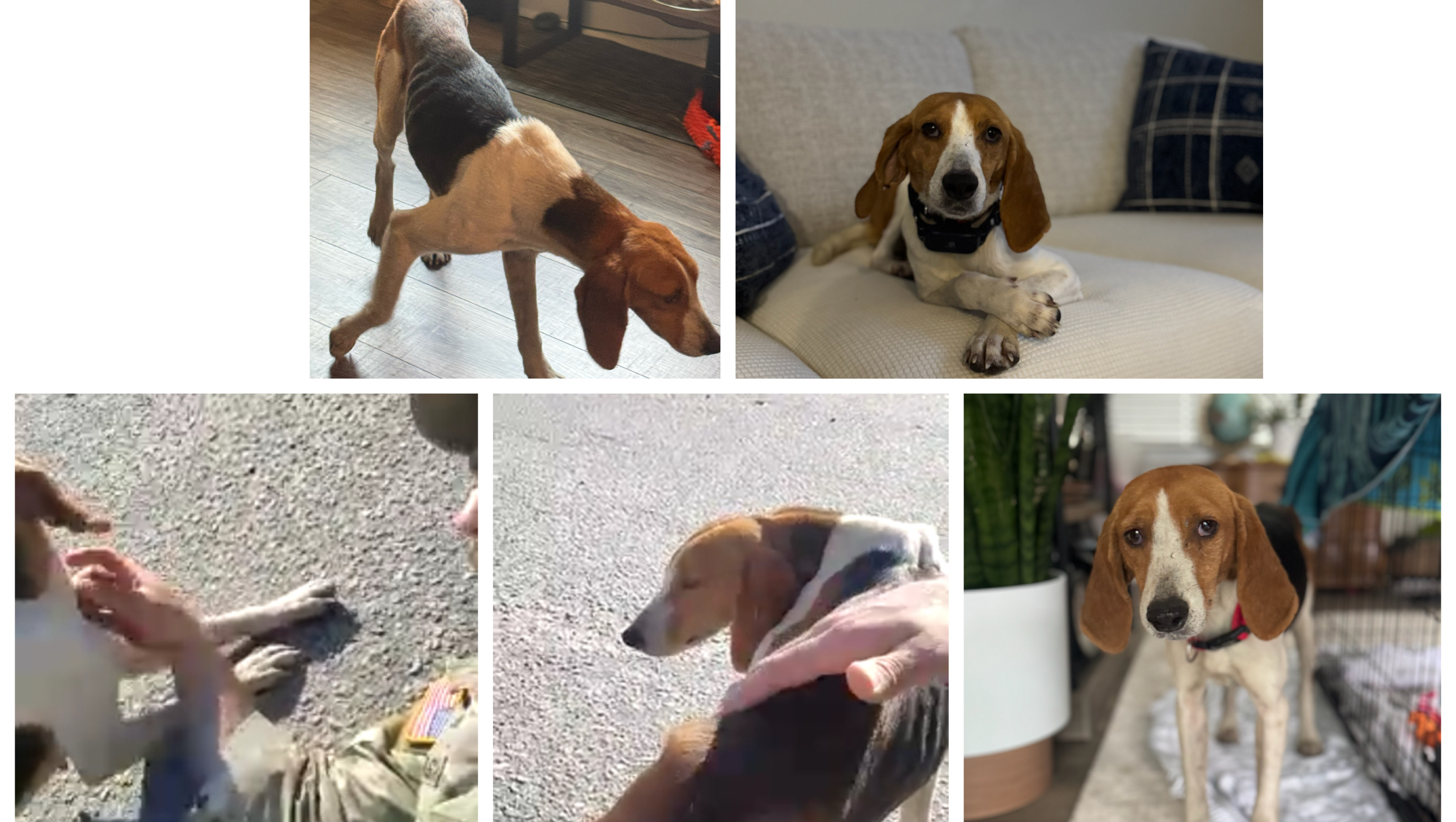 Help Molly Beat Heartworm and Thrive photo