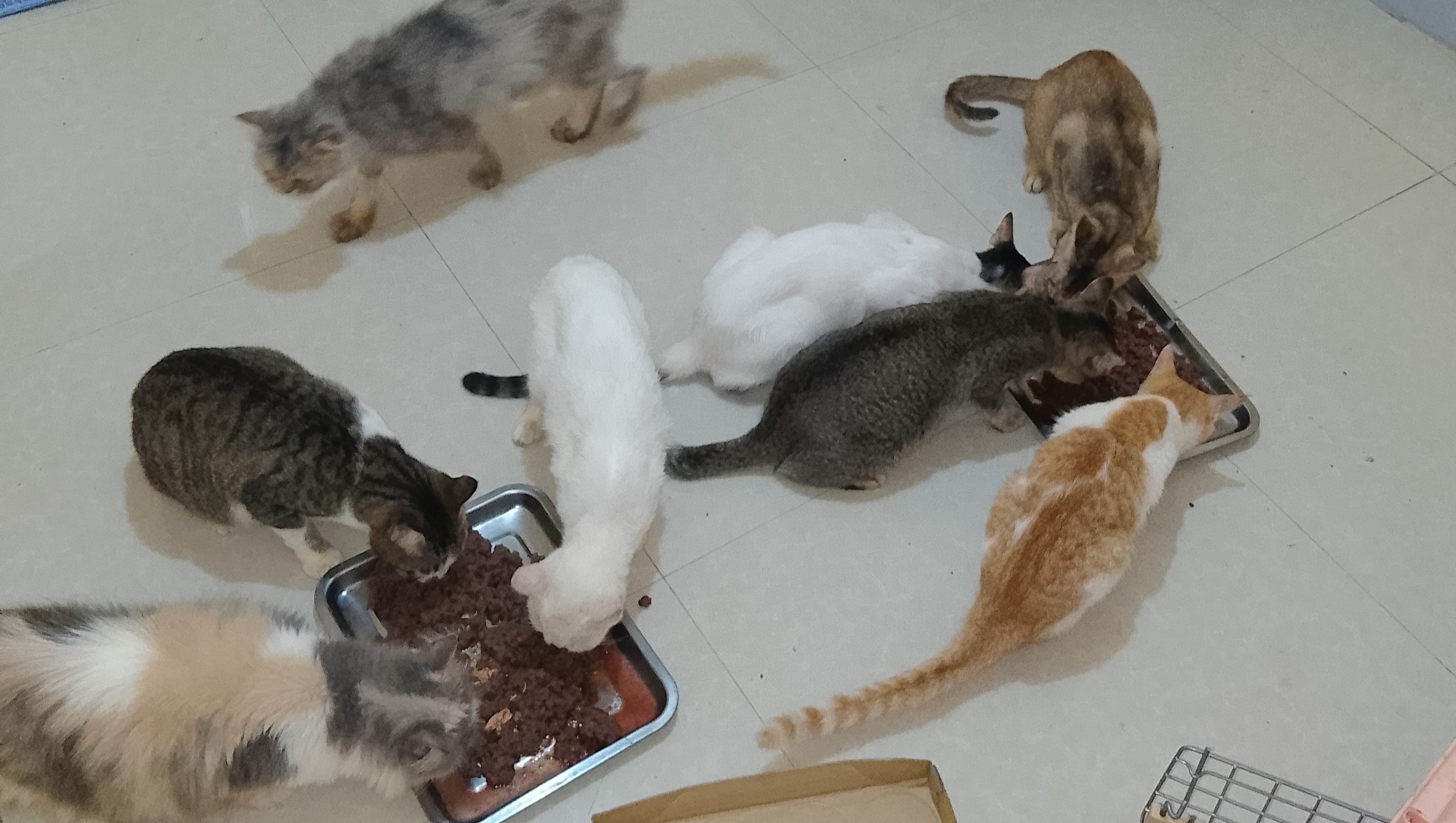 A Gift That Saves Lives – Help Vaccinate Rescued Animals photo