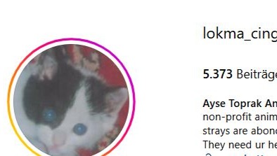 Ayse Toprak Ana Animal Rescue photo