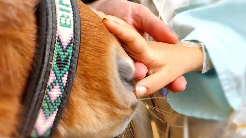 Help onze therapiepaardjes mensen blijven bezoeken! photo