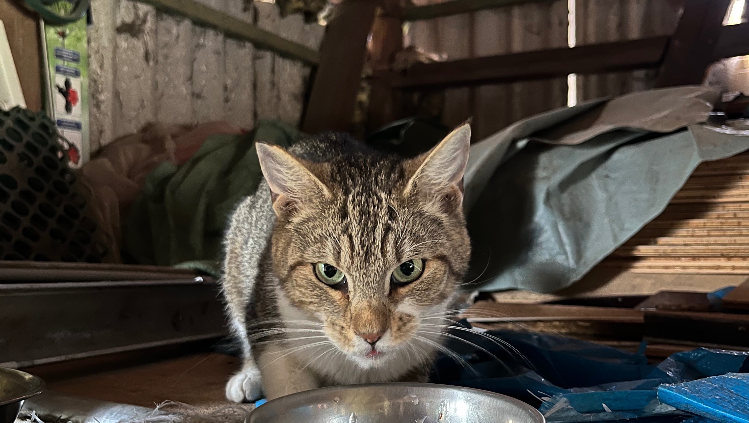 Hilf uns das Herzensprojekt Streunerscheune zu verwirklichen photo