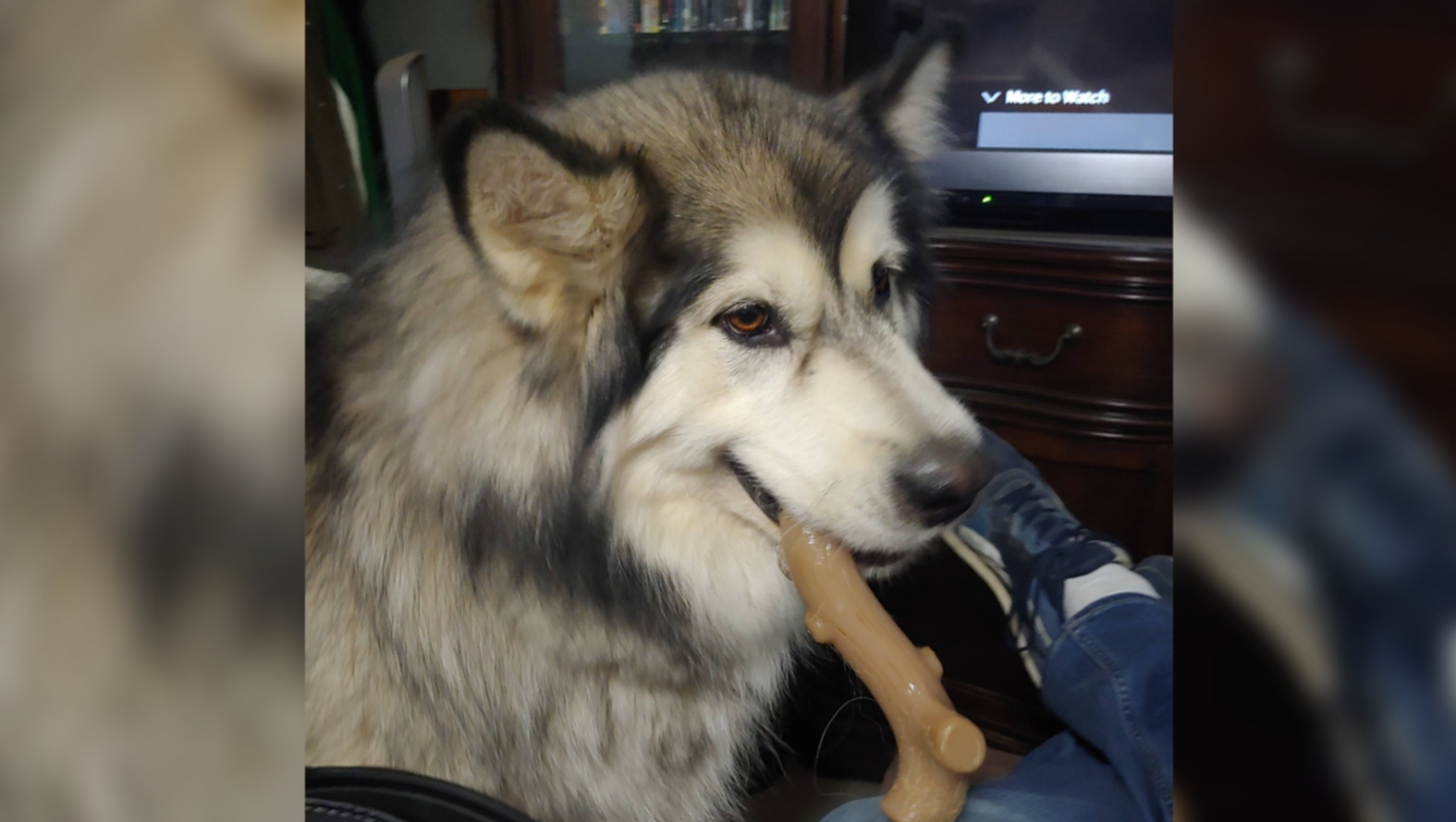 Help Caesar Recover from Emergency Surgery photo