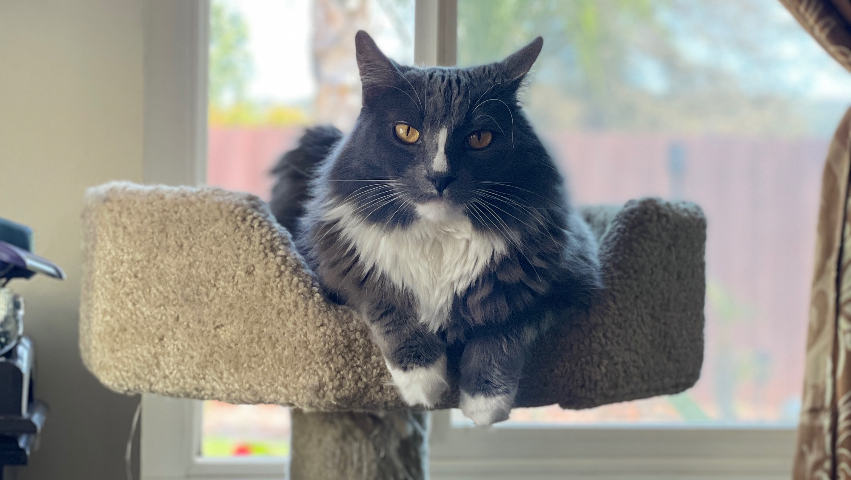 Save Mochi: Urgent Care Needed for Our Cat photo