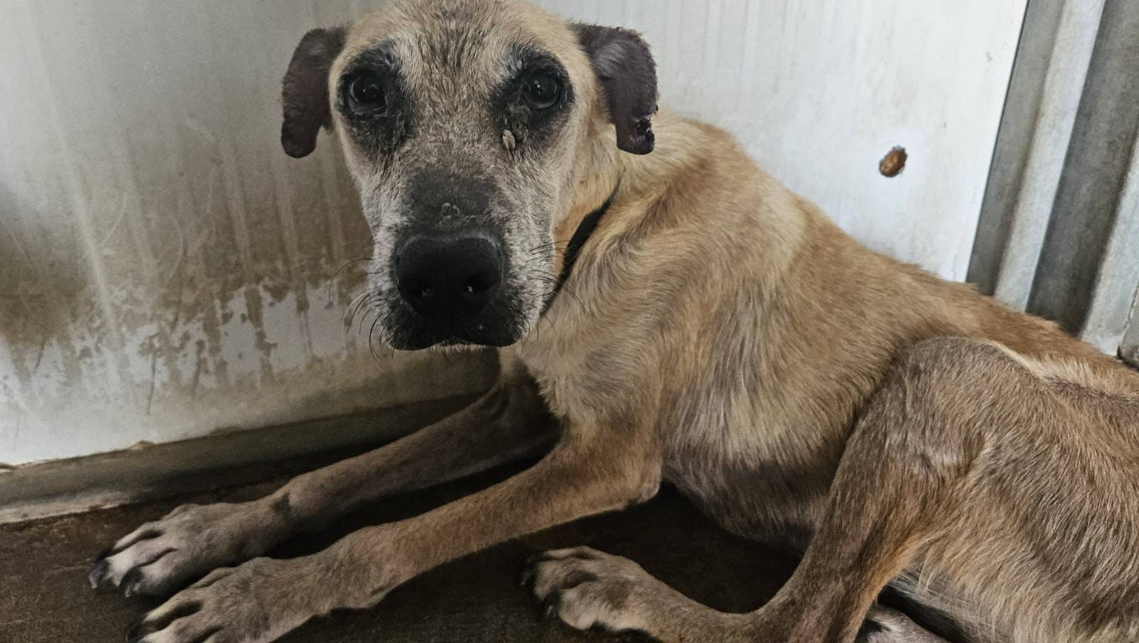 Fundraiser by catharine Scheller : Stella - Rescued street ...