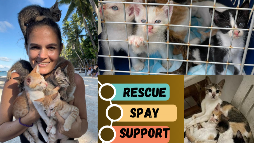 Help Save Cats, Kittens and Dogs in Boracay! photo