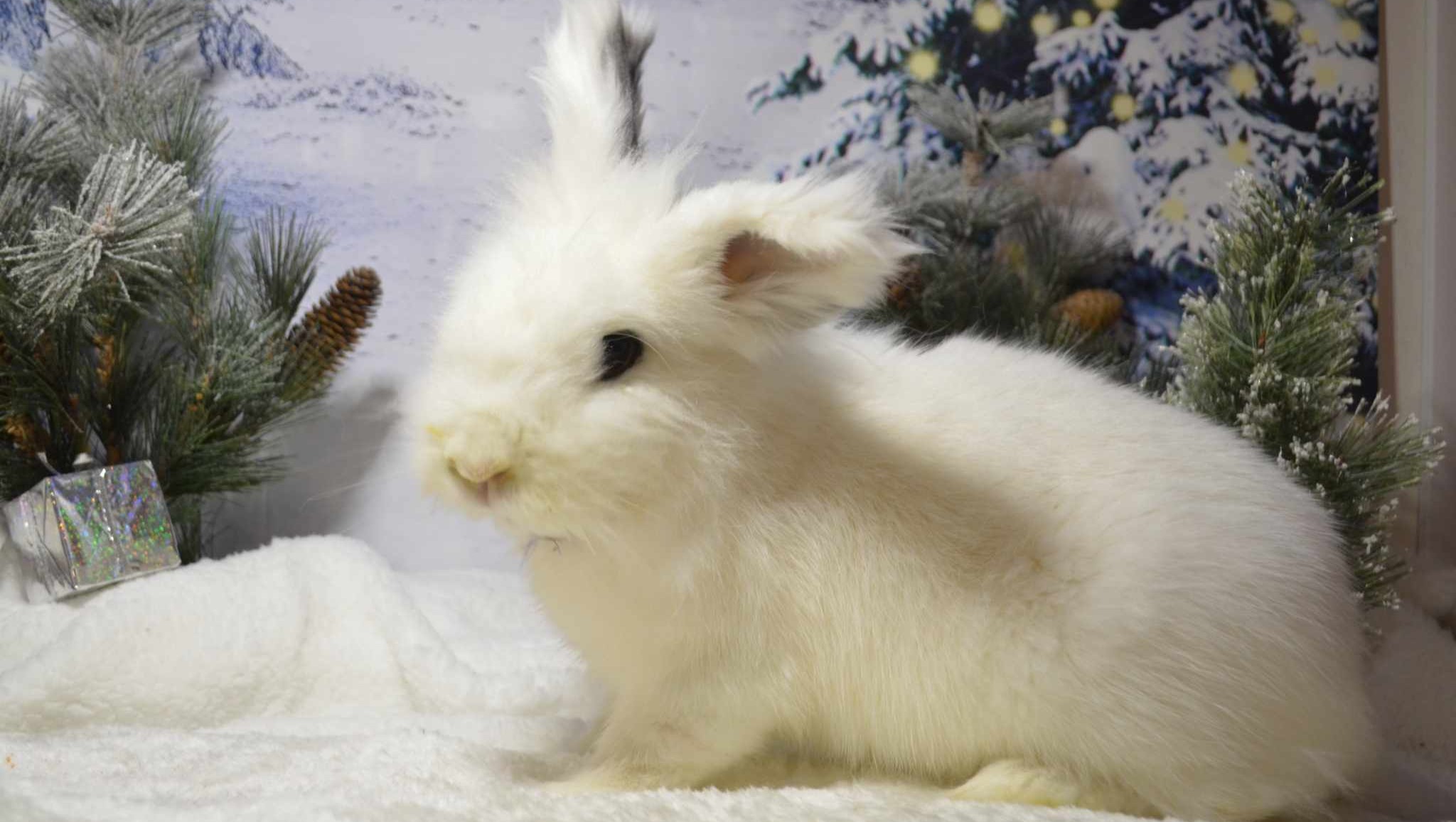 Fundraiser by Tommy Manfredi : Help Boop Recover from Jaw Infection