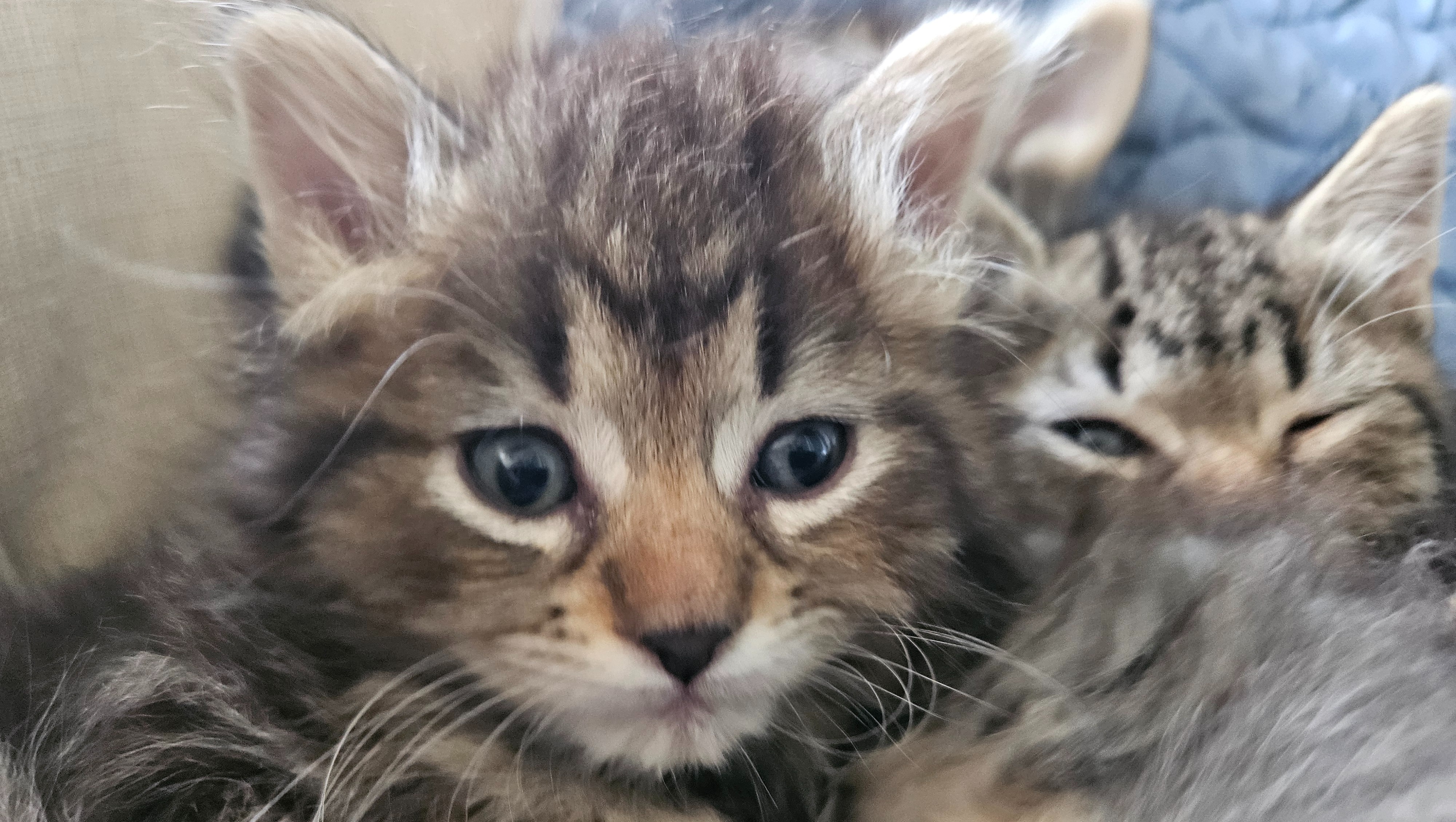 A loving and safe haven cat sanctuary. A non-profit,  501c . photo