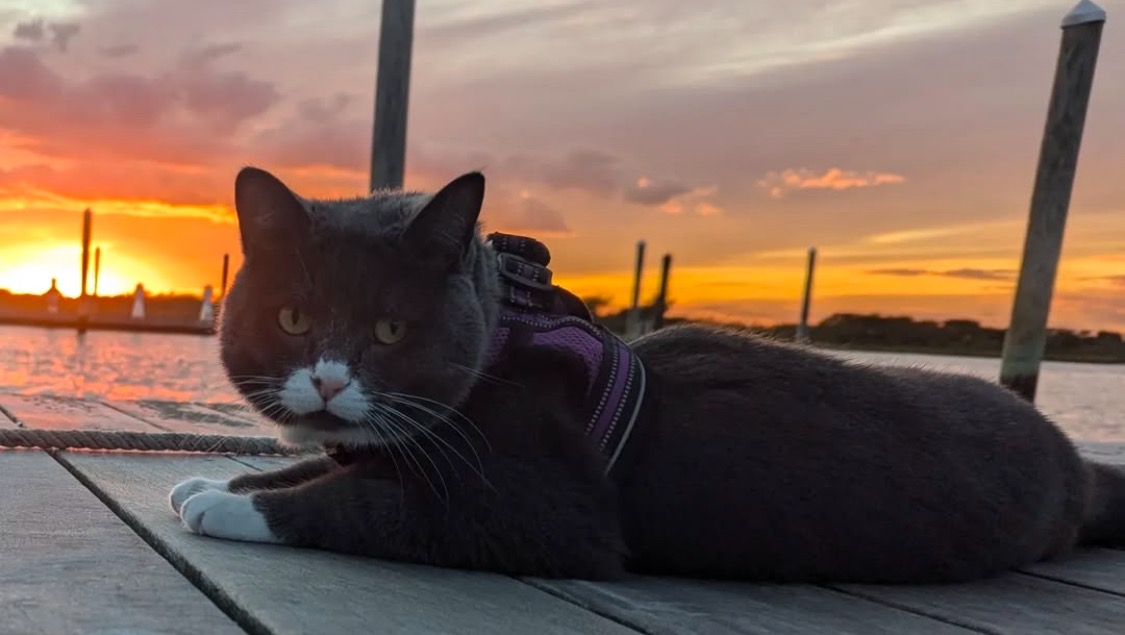 Assist Rob in recovering Mila, Nemo, and George photo