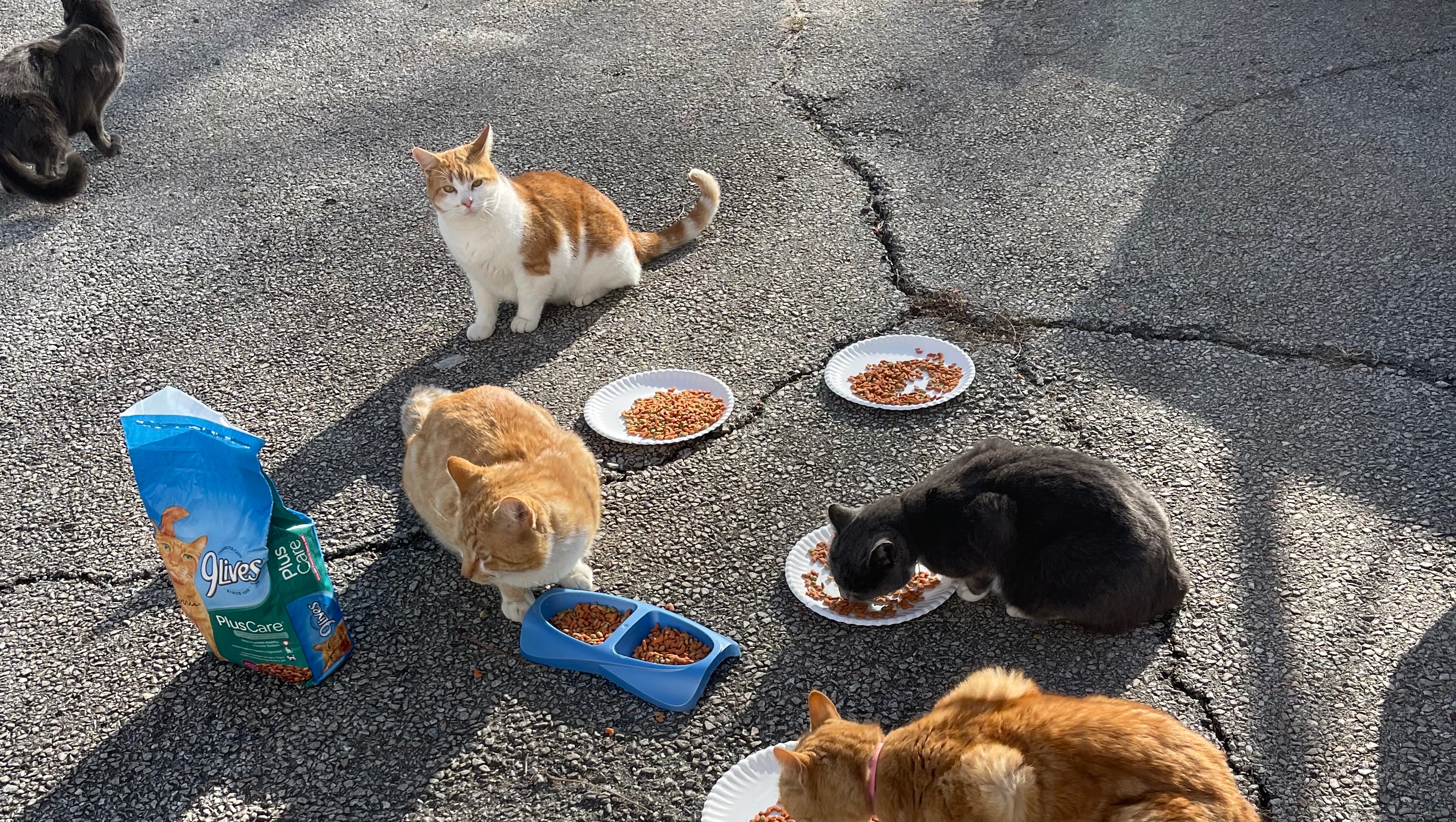 Support our stray cat community & vet care needs photo