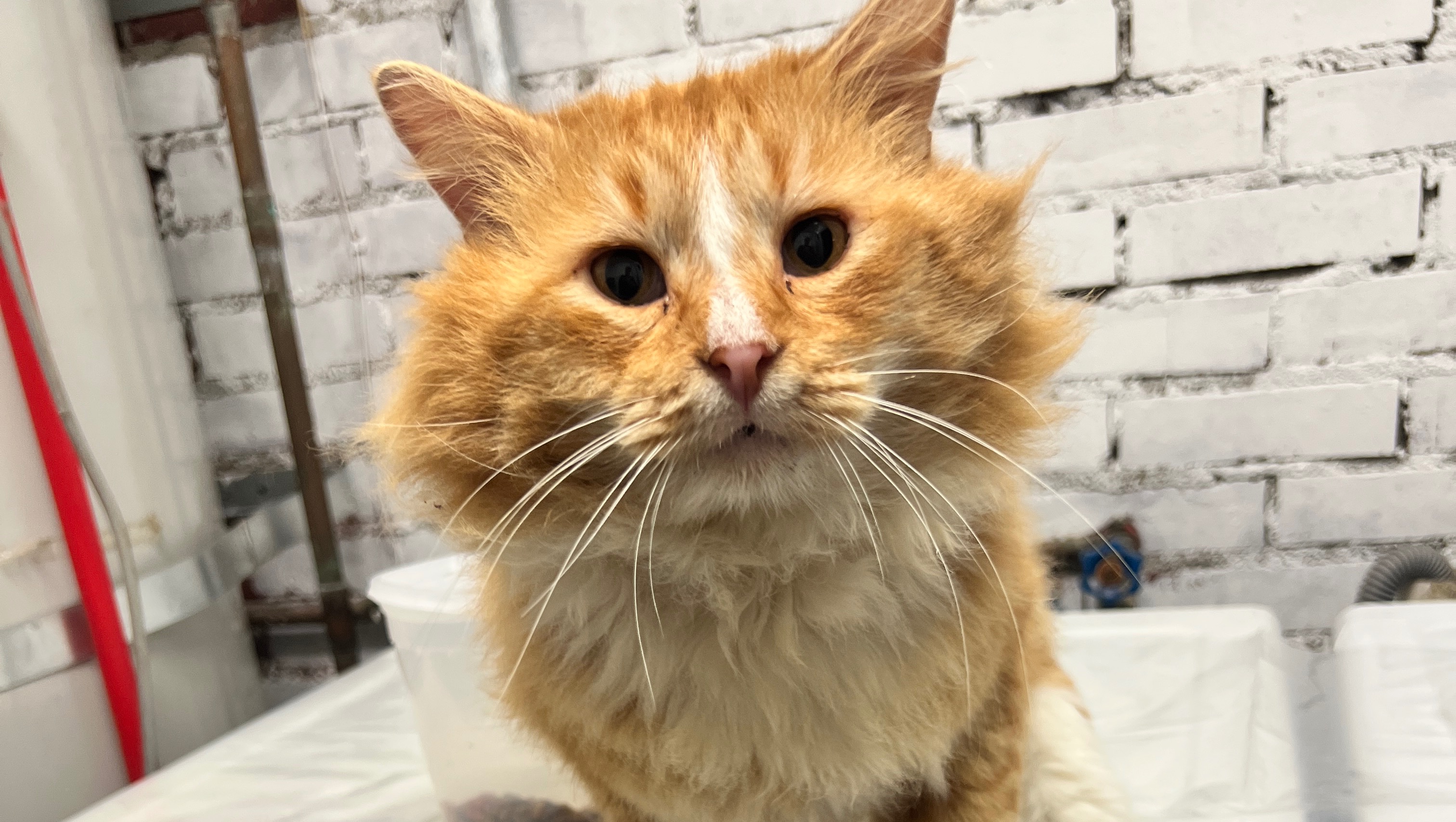 Support Willie Nelson's Journey to Recovery photo