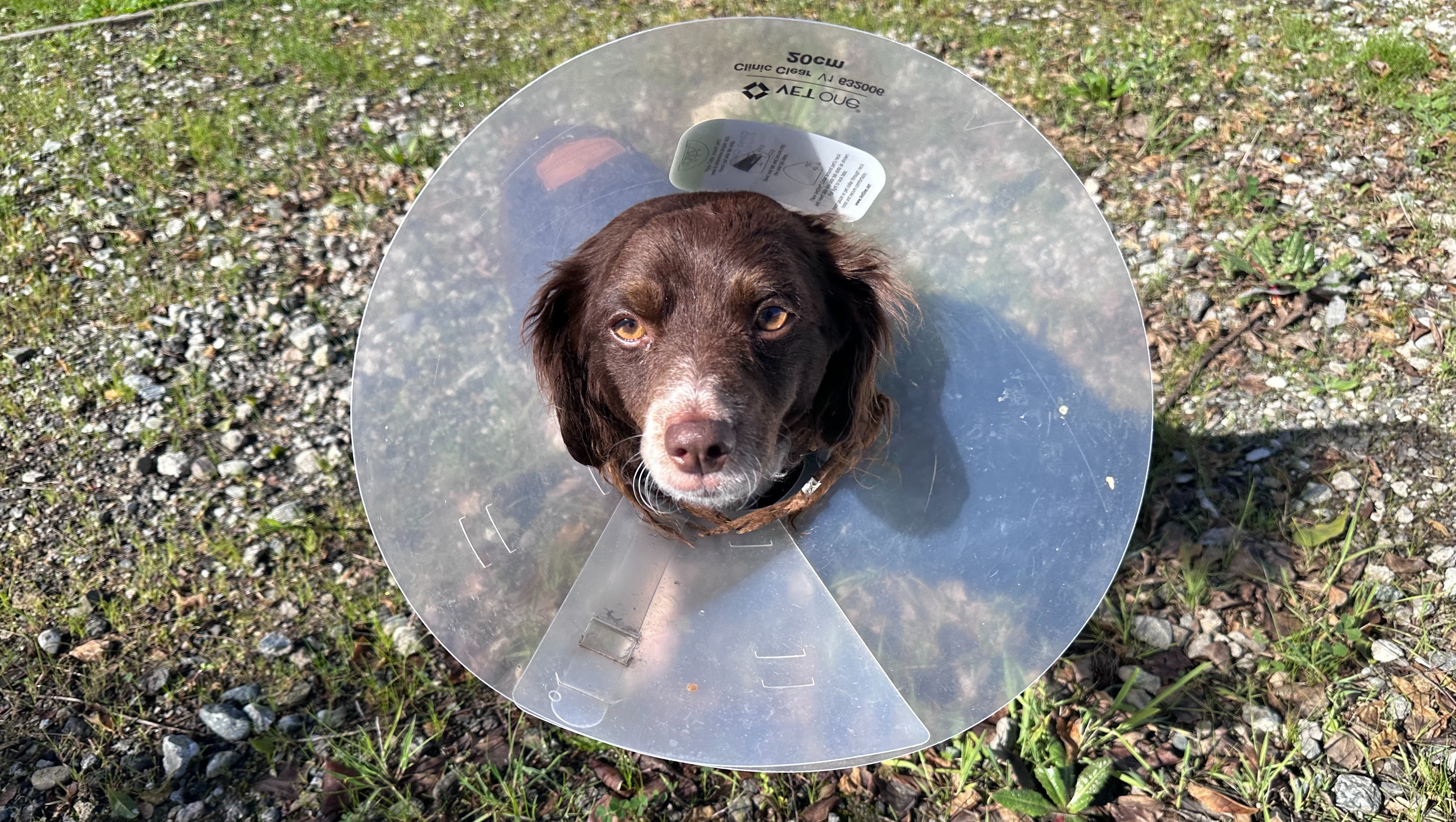 El Chapo Needs You: Hospital Bills at $20k photo