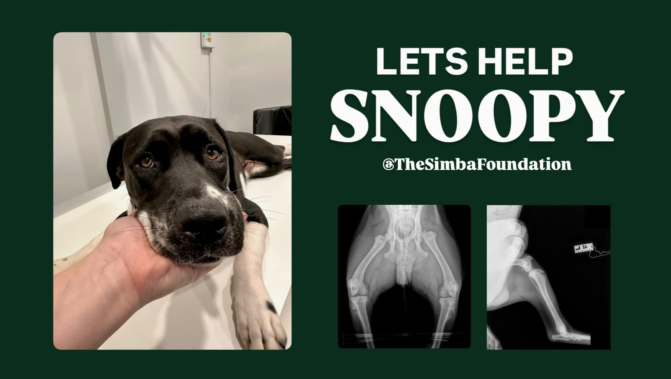 Fundraiser by Tatyana Jade : Help us rescue Snoopy