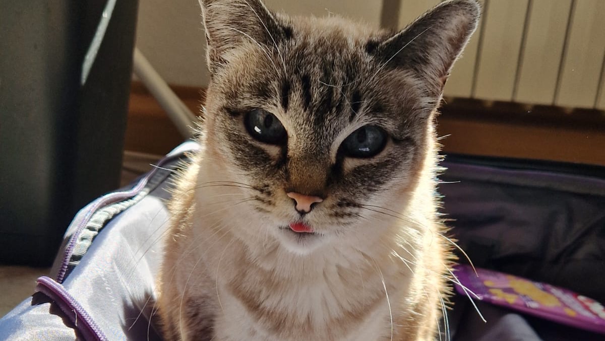 Fundraiser for Alida Fischer by Julian K : Spende für Cassys Operation., image size:1200x677