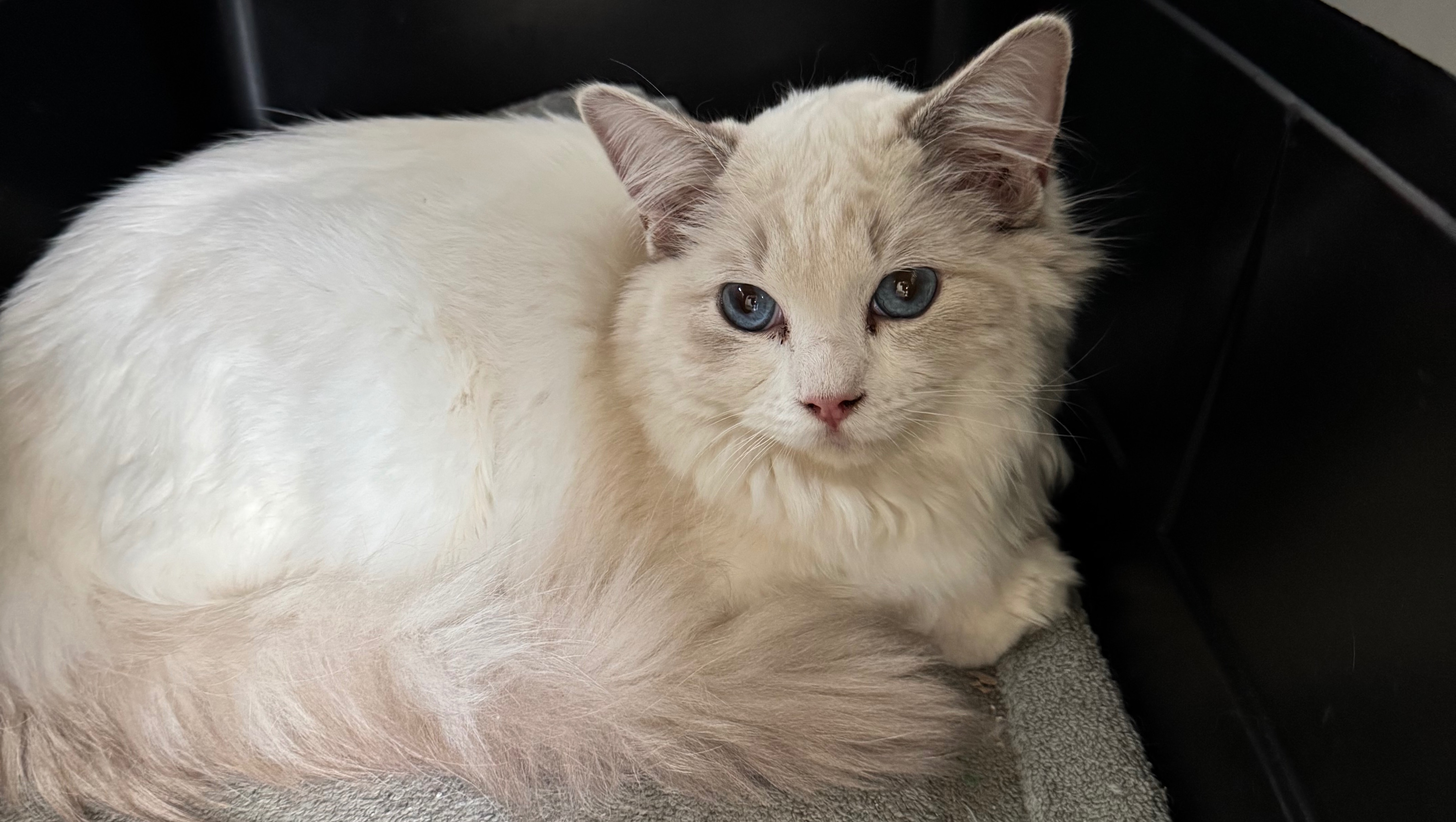 Fundraiser by LISA RUTLAND : Help Lisa Save Abandoned Ragdoll Cats