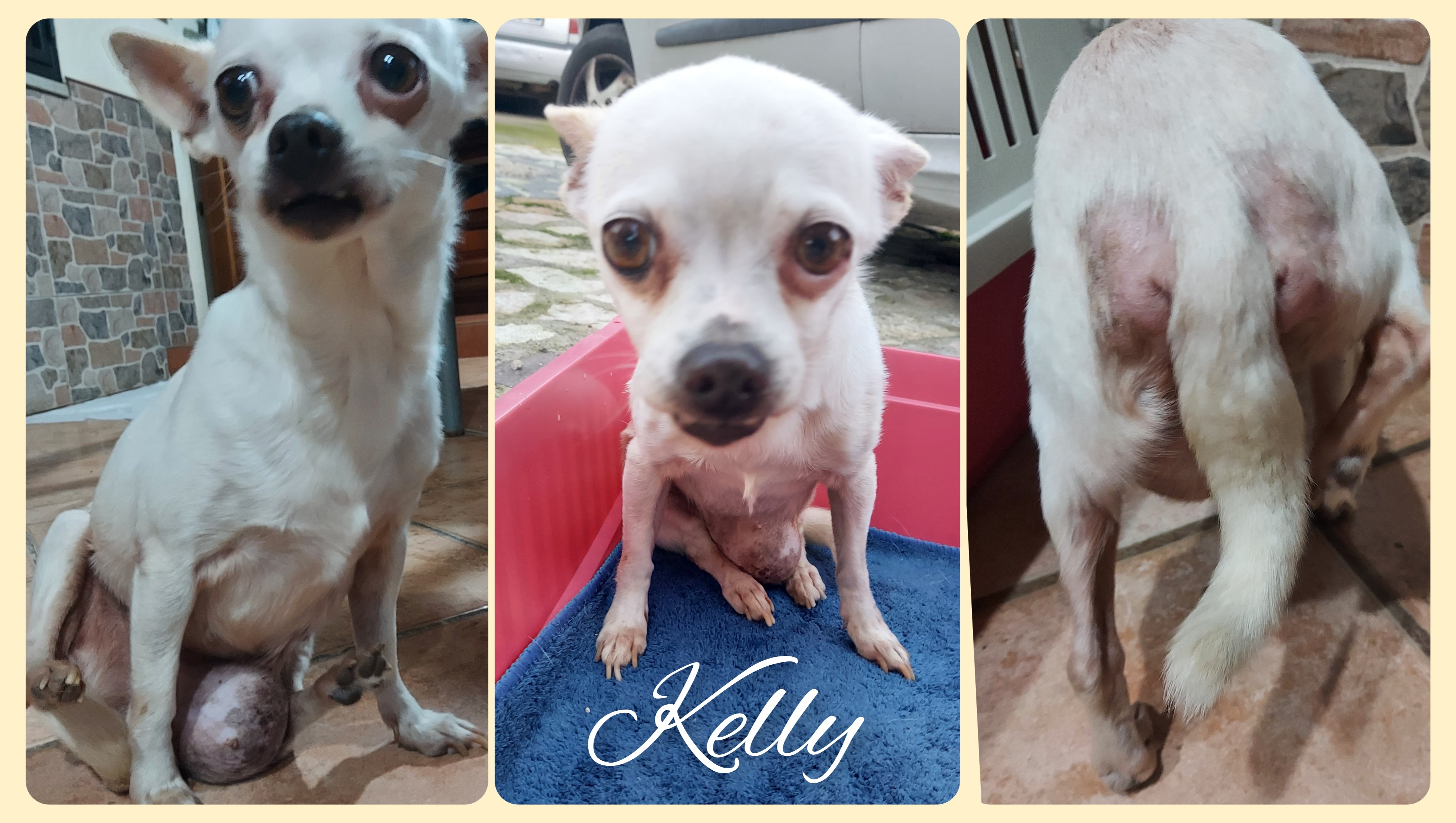 Abbandonata con un tumore e la zampa rotta photo