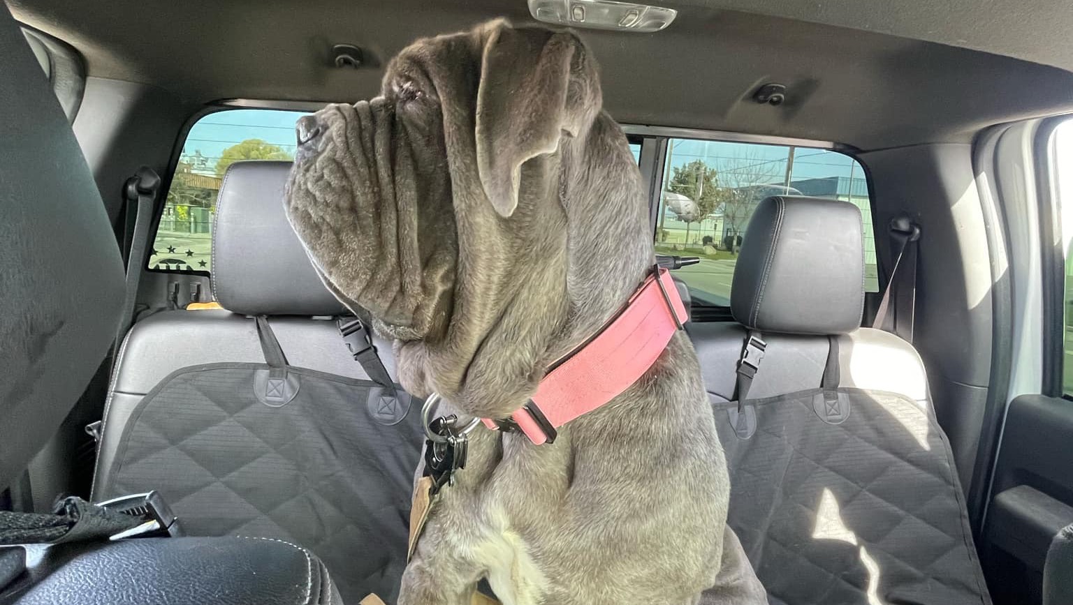 Fundraiser by Heidi Inman : Donate for Peaches the Neo Mastiff's ...
