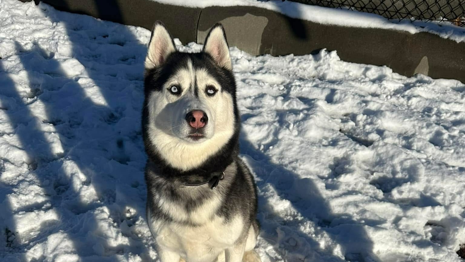 Help Trouble, My Nephew's Beloved Dog photo