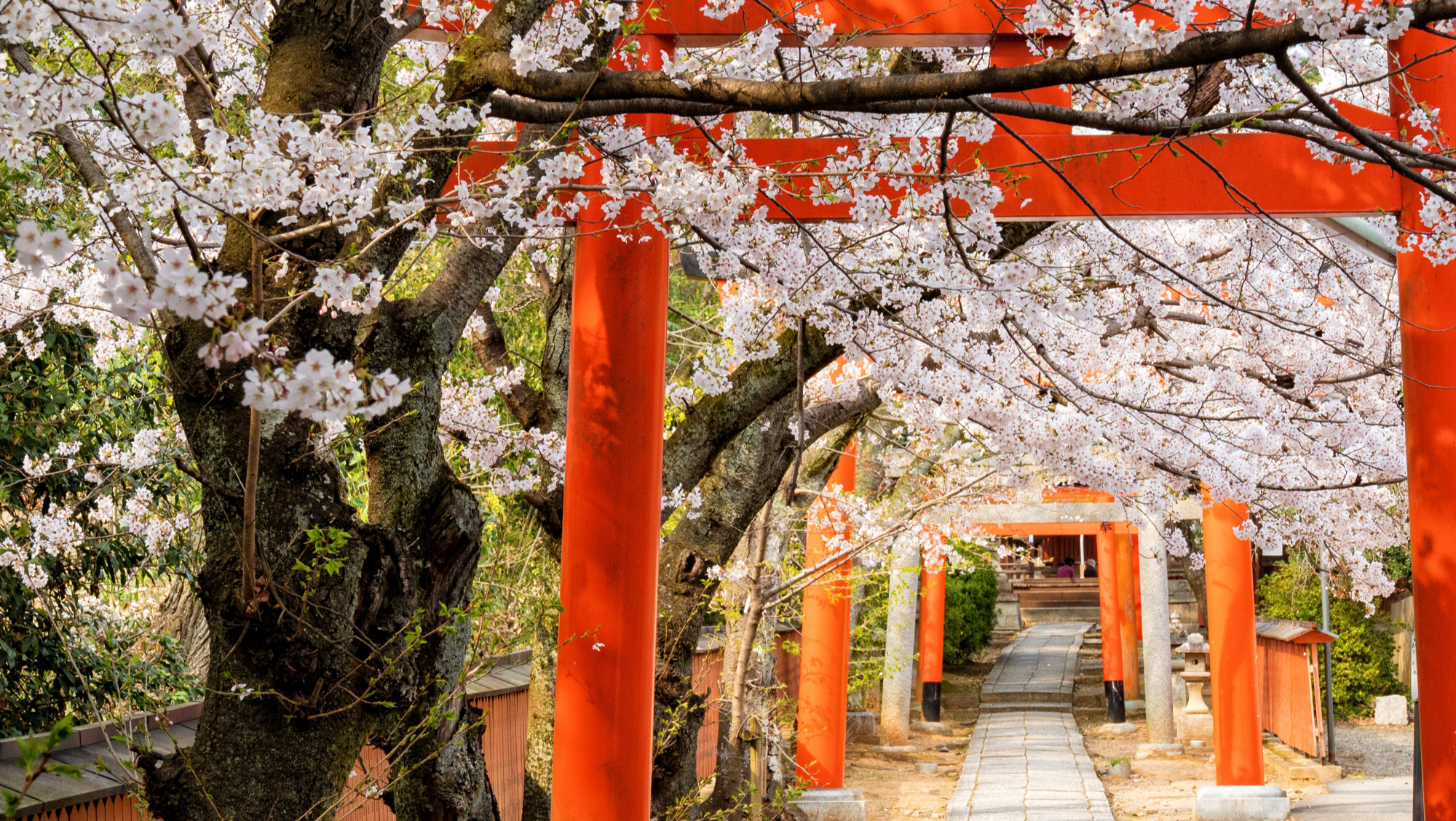 Support my Study Abroad Effort! photo