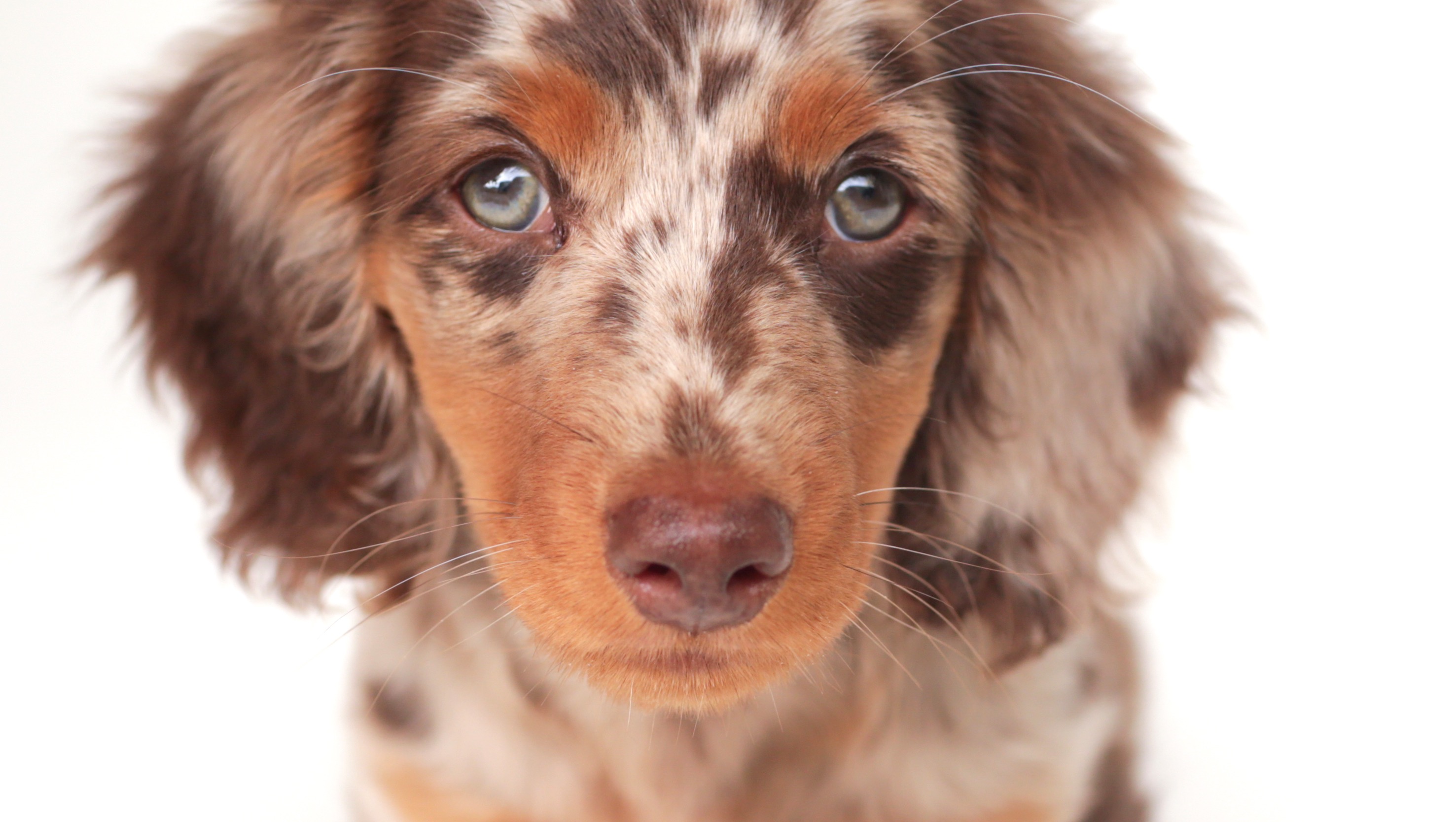 Help Sergeant Pupper Battle Canine Hemangiosarcoma photo