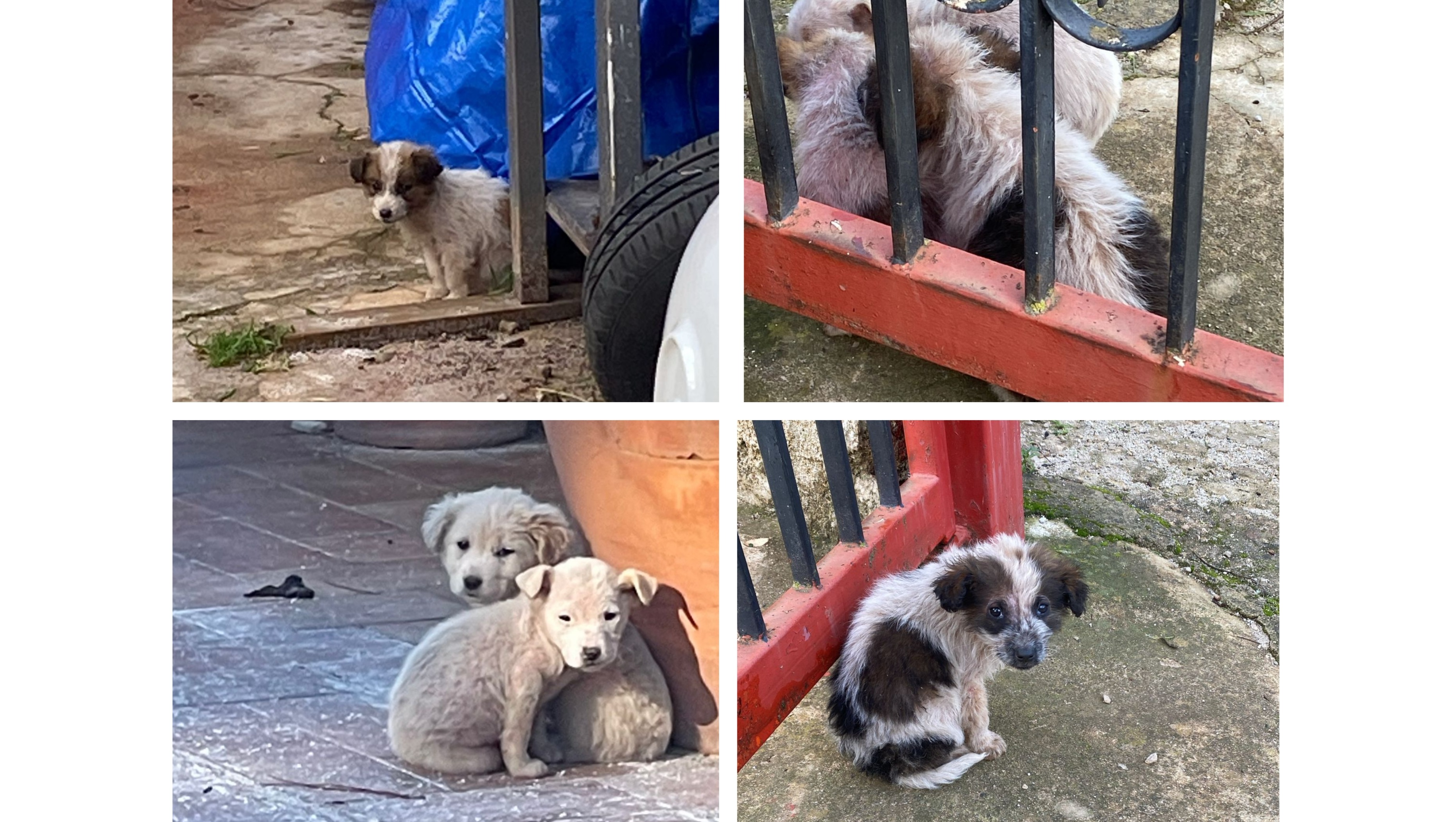 CUCCIOLI ABBANDONATI IN STRADA MALATI E FRADICI DI PIOGGIA photo