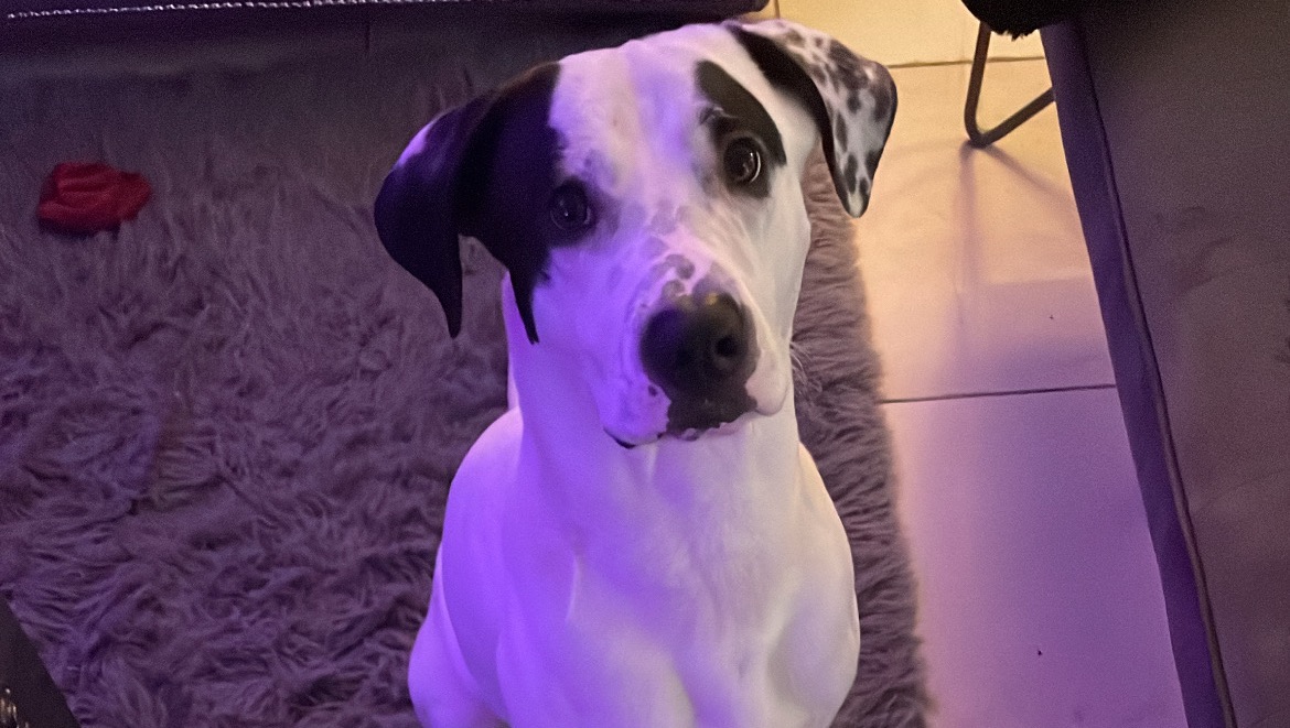 Dominos Emergency Vet Bills photo